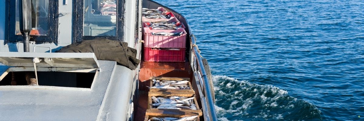 Kaş’ta Balıkçılık ve Av Sezonu Gelişmeleri