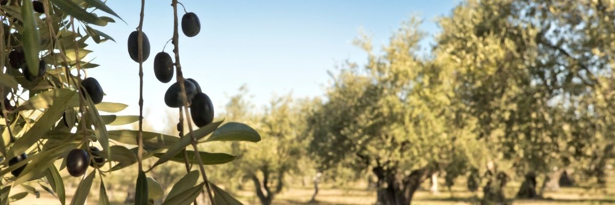 Kaş’ta Zeytin ve Zeytinyağı Üretiminde Son Durum